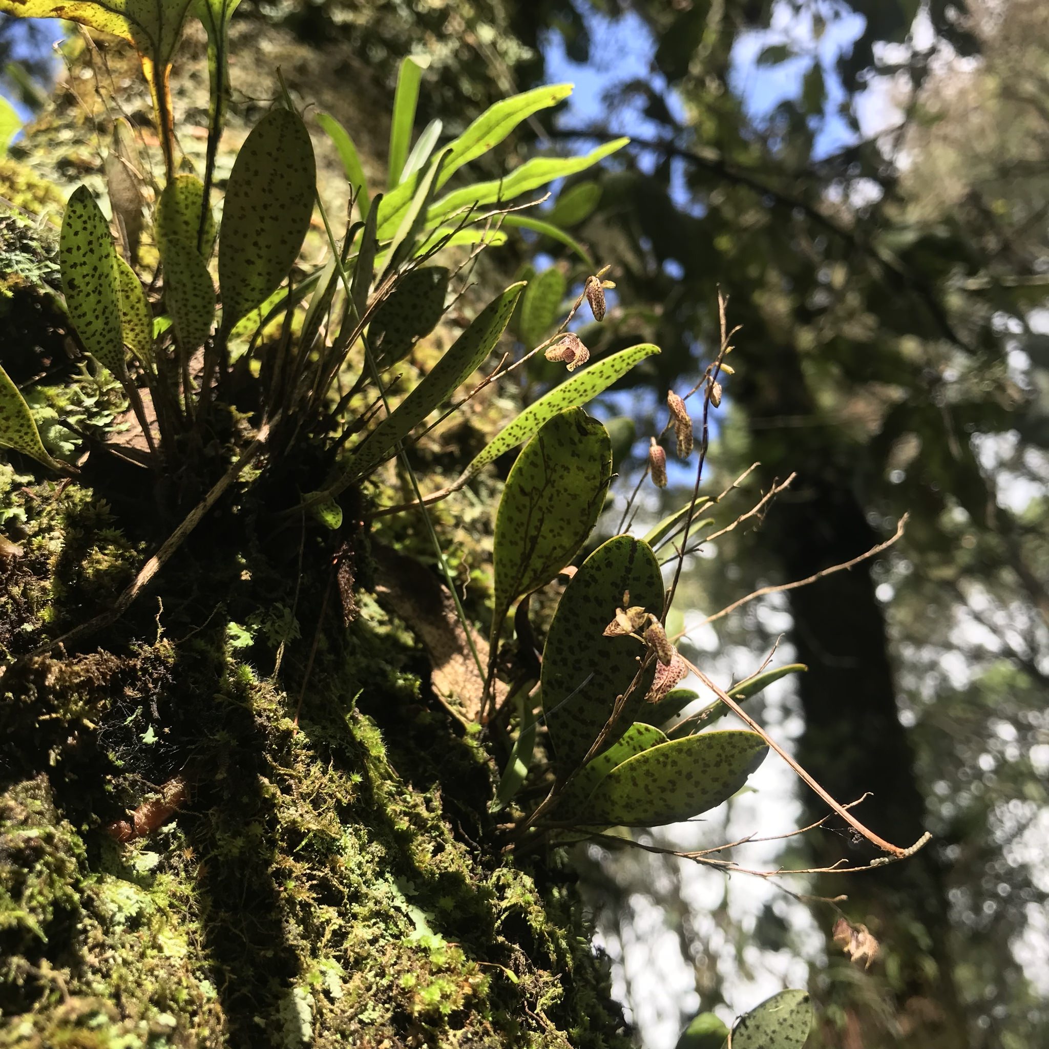Stelis resupinata